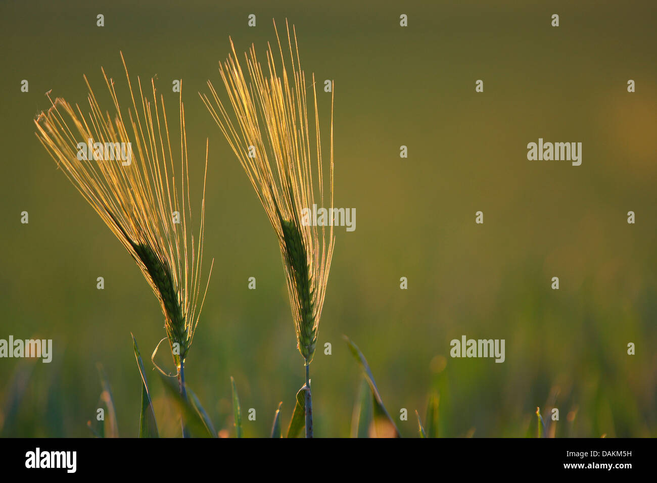 L'orge (Hordeum vulgare), deux oreilles en rétro-éclairage, Belgique Banque D'Images