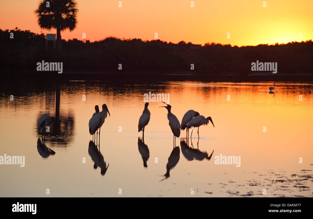 Bois d'Amérique (Mycteria americana), ibis, groupe debout dans l'eau peu profonde au coucher du soleil, aux États-Unis, en Floride, le Parc National des Everglades Banque D'Images