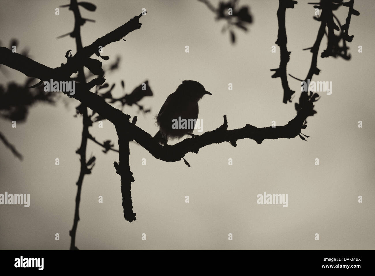 Sépia Noir Et Blanc Petit Oiseau à Thorn Tree Silhouette
