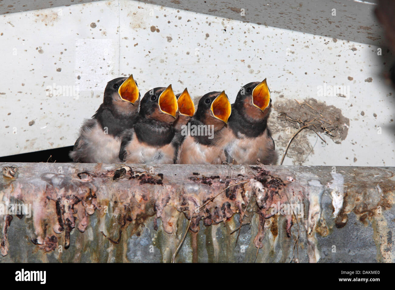 L'hirondelle rustique (Hirundo rustica), les jeunes oiseaux dans le nid à l'oiseaux adultes, qui apporte la nourriture, Pays-Bas, le Flevoland Banque D'Images