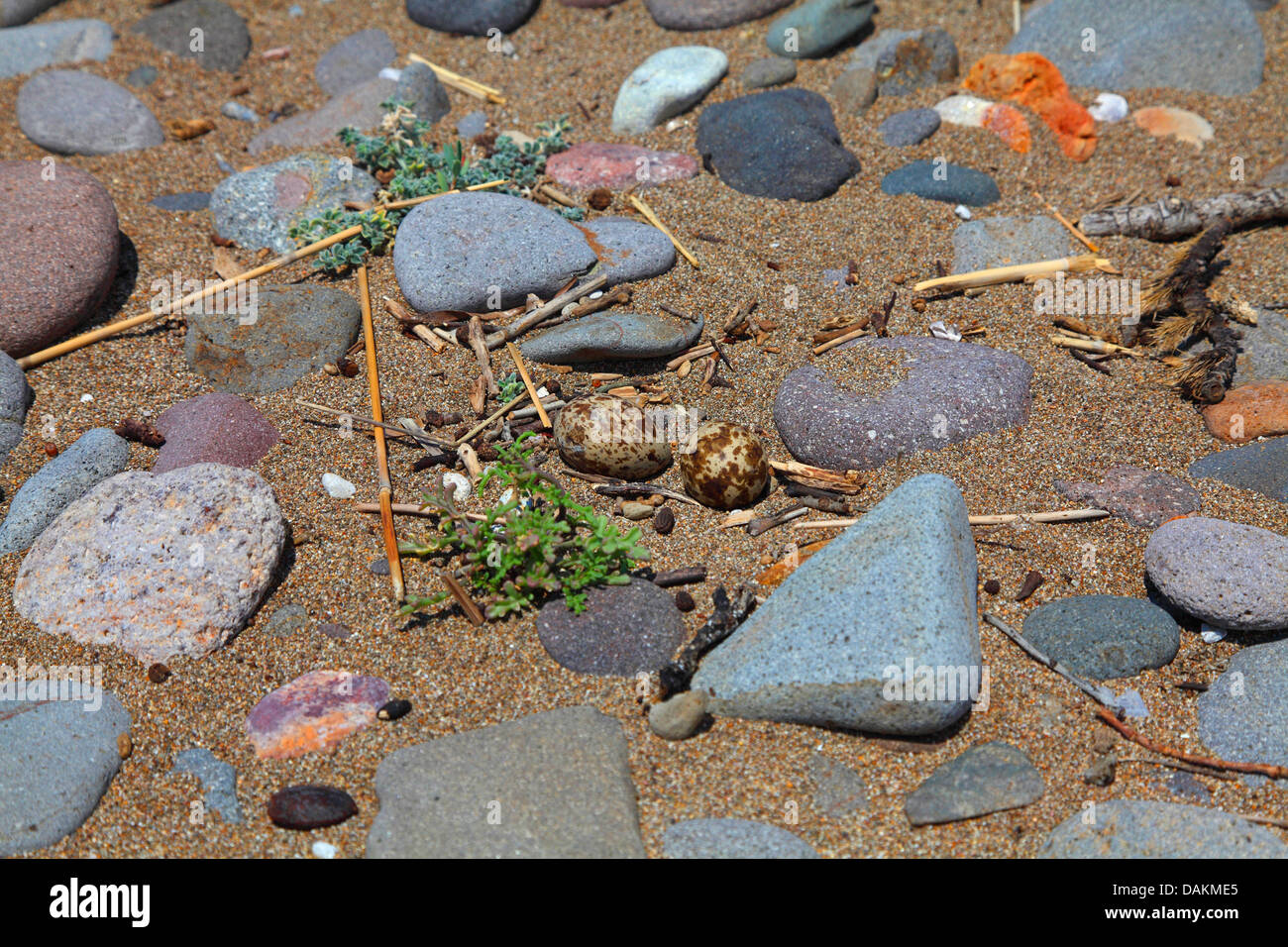 Stone-curlew (Burhinus bistriatus), l'embrayage sur le terrain entre les pierres, Grèce, Lesbos Banque D'Images