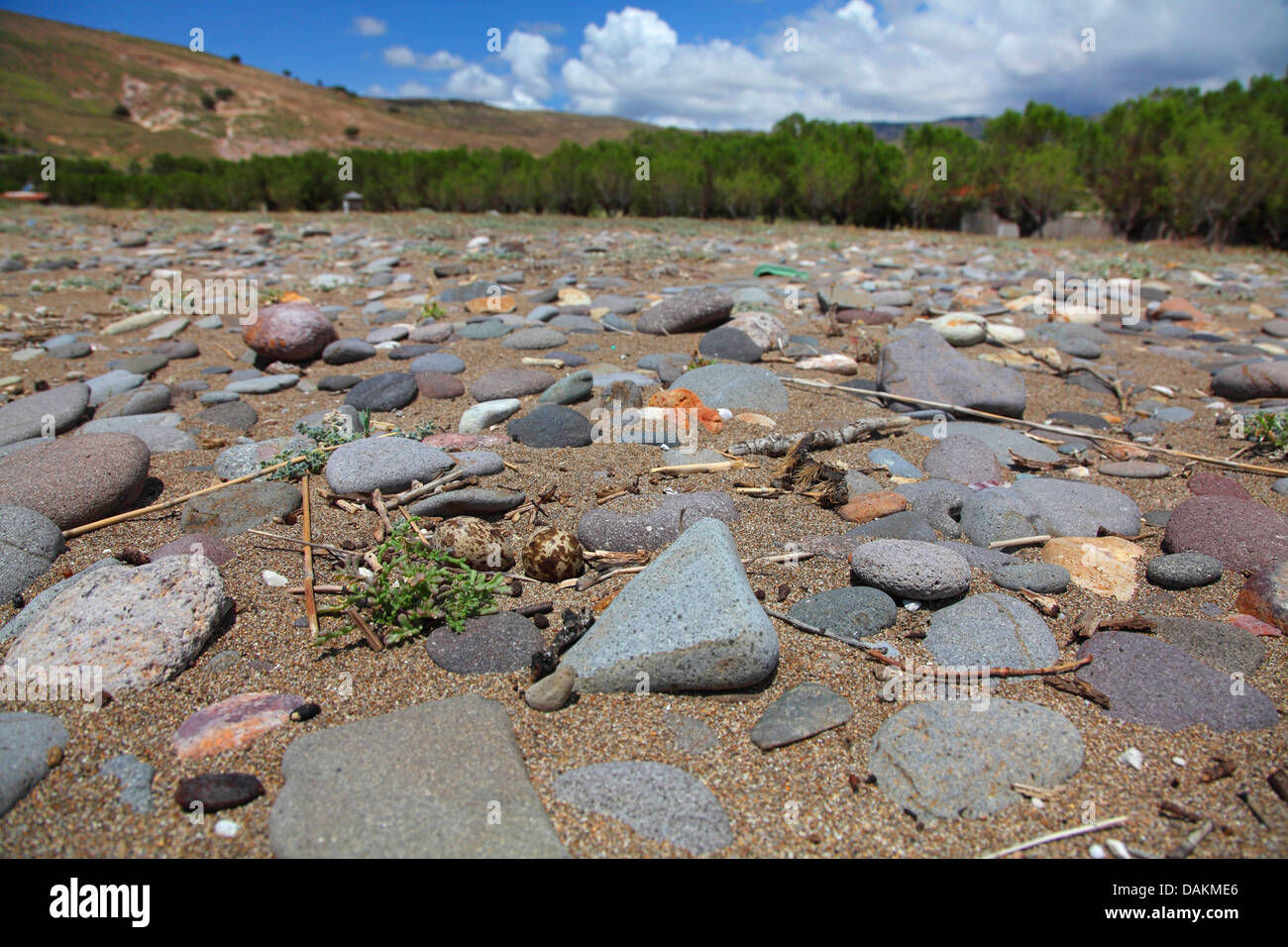 Stone-curlew (Burhinus bistriatus), l'embrayage sur le terrain entre les pierres, Grèce, Lesbos Banque D'Images