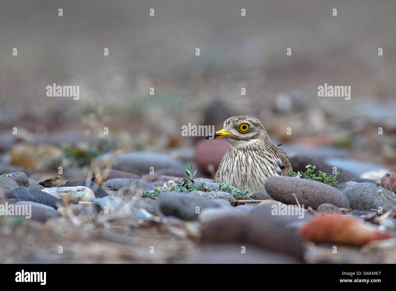 Stone-curlew (Burhinus bistriatus), l'élevage sur l'embrayage, la Grèce, Lesbos Banque D'Images