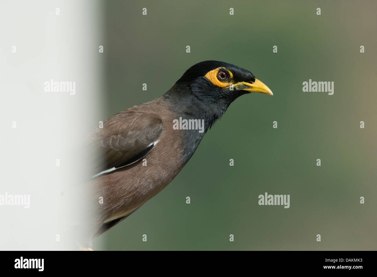 La Common Myna à un rebord à Mumbai . Il est très frappant les yeux et un hooded yeux visage comme Batman Banque D'Images