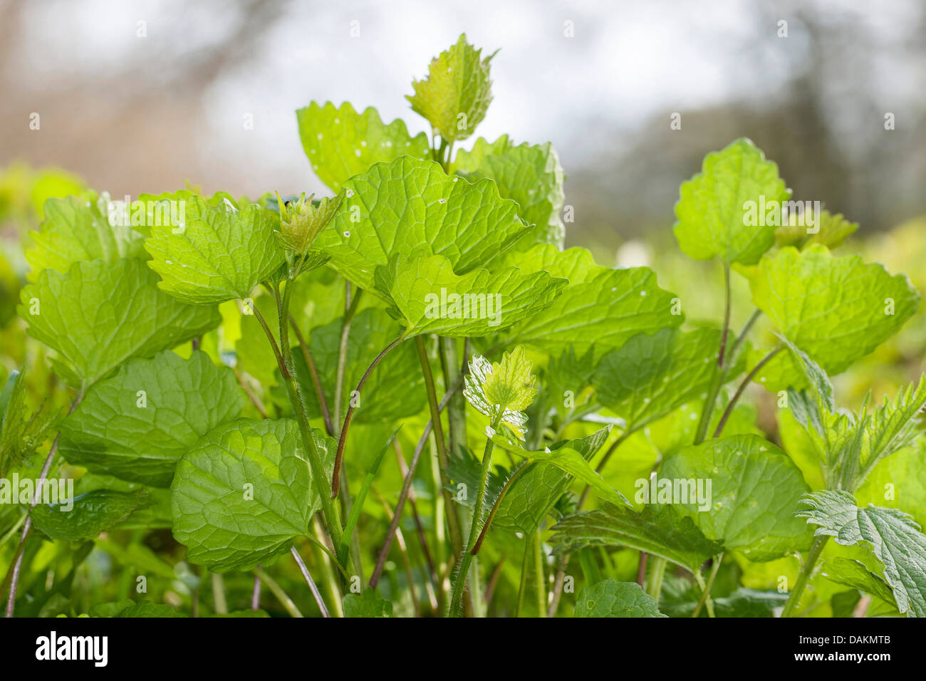 Moutarde à l'ail, l'ail, de couverture Jack-par-le-couverture (Alliaria petiolata), les jeunes feuilles, Allemagne Banque D'Images