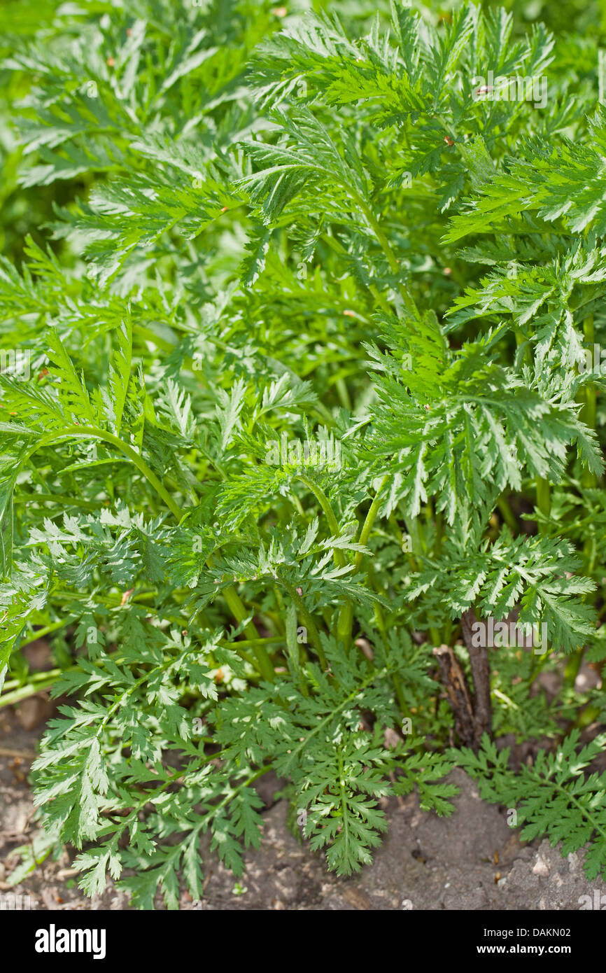 Tanaisie commune (Tanacetum vulgare, Chrysanthemum vulgare), les jeunes feuilles au printemps, Allemagne Banque D'Images