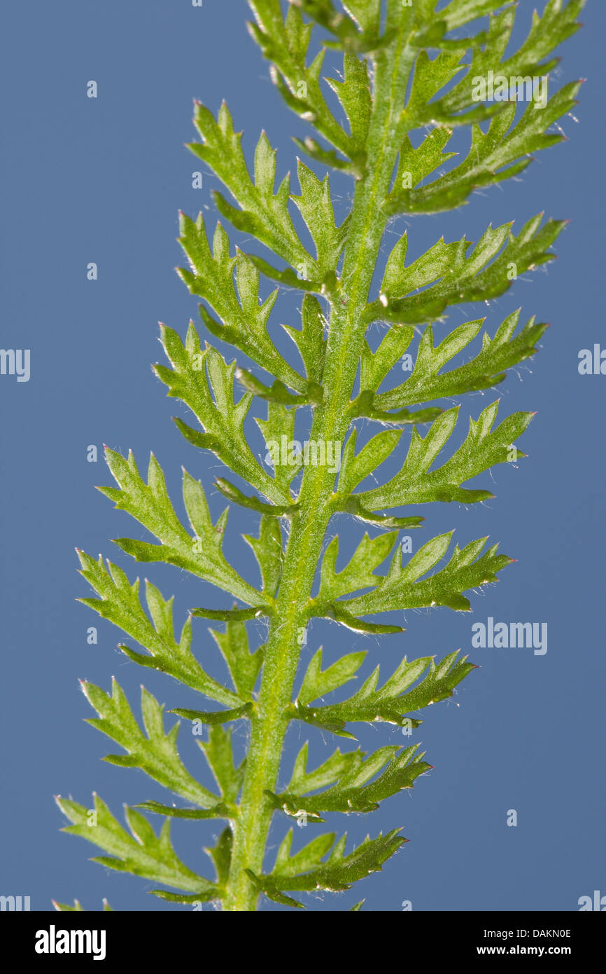 Achillée millefeuille, Achillea millefolium achillée (commune), les jeunes feuilles, Allemagne Banque D'Images