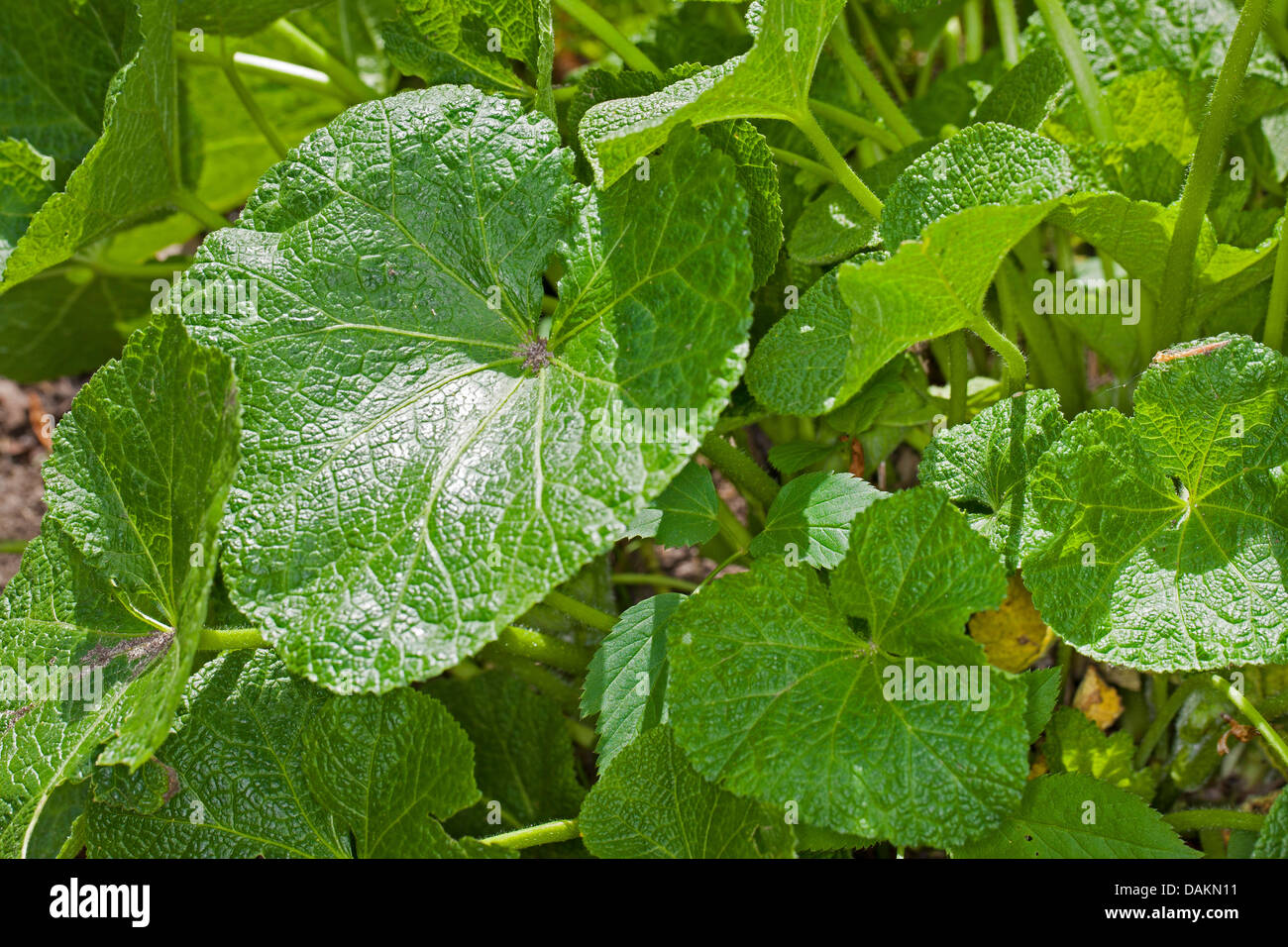 Holly Hock, rose trémière (Alcea rosea, Althaea rosea), feuilles Banque D'Images