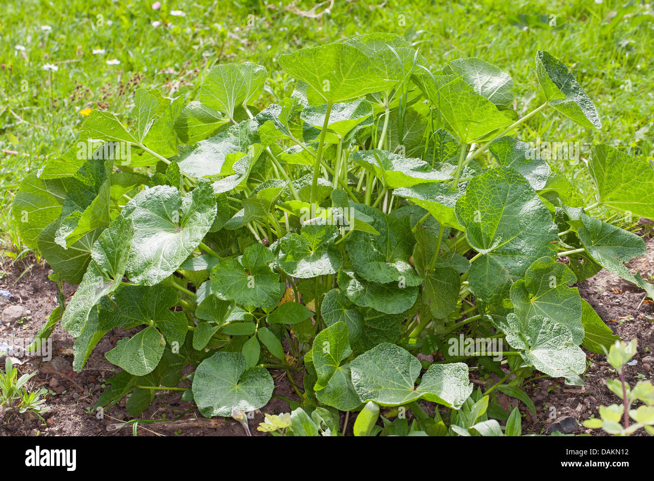 Holly Hock, rose trémière (Alcea rosea, Althaea rosea), feuilles Banque D'Images