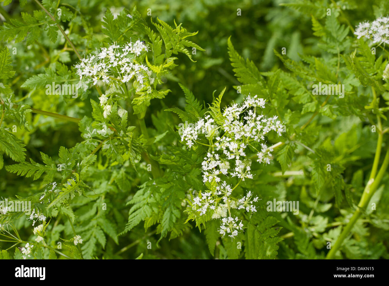 Sweet cicely, Anis, Cicely, Espagnol (Myrrhis odorata Cerfeuil, Scandix odorata), blooming, Allemagne Banque D'Images