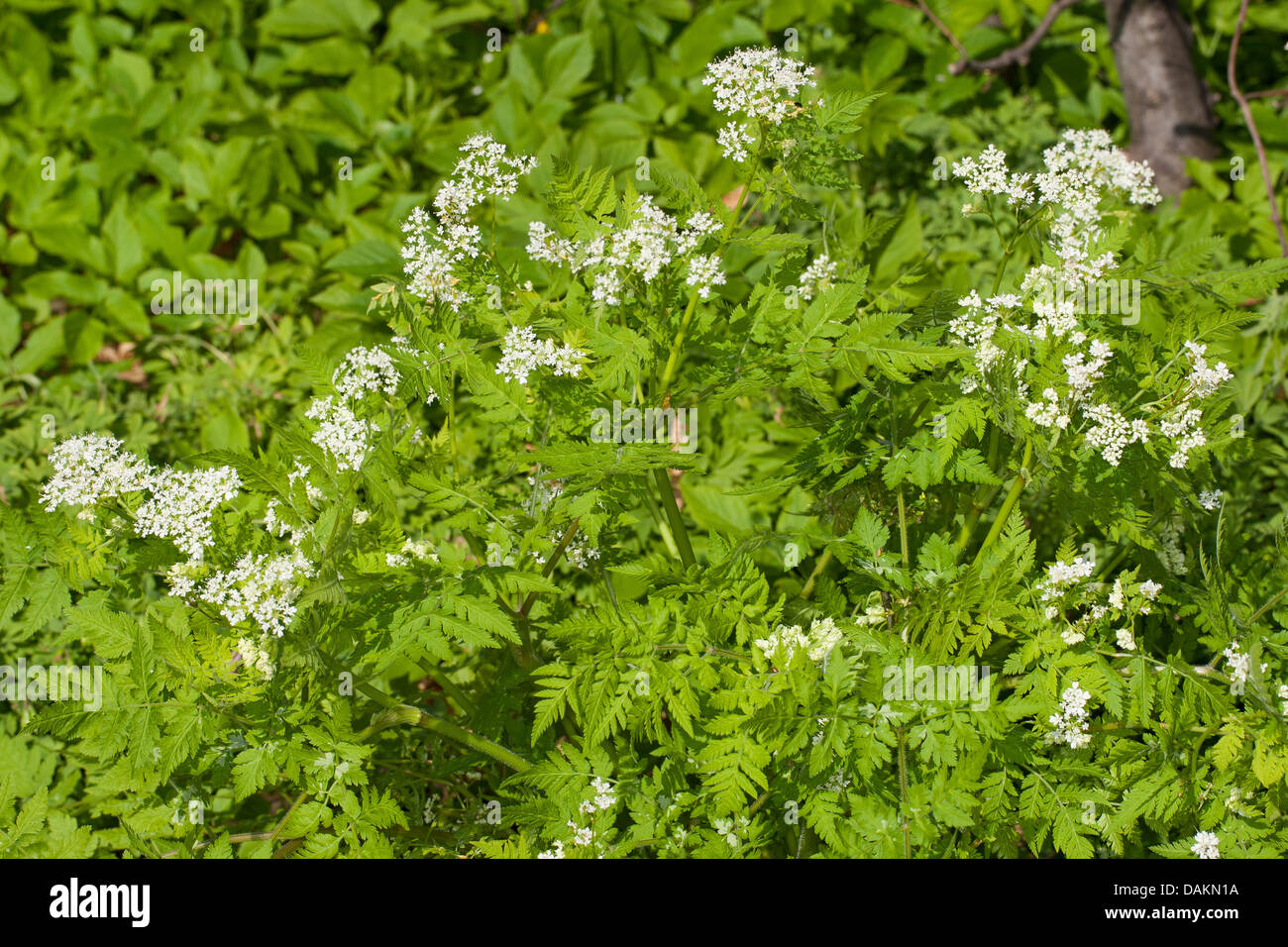 Sweet cicely, Anis, Cicely, Espagnol (Myrrhis odorata Cerfeuil, Scandix odorata), blooming, Allemagne Banque D'Images