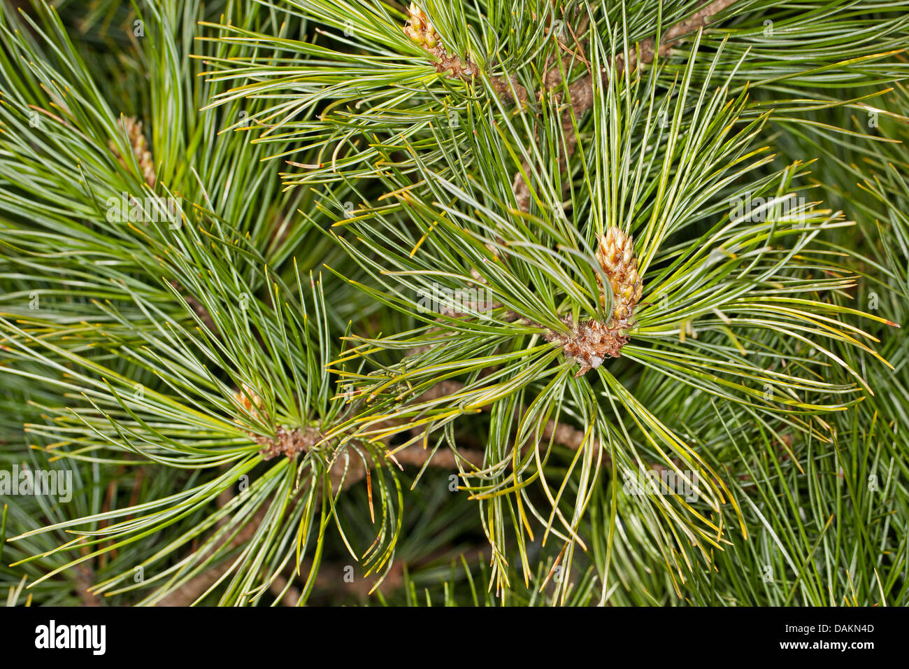 En pin cembro, arolla pin (Pinus cembra), branche, Allemagne Banque D'Images