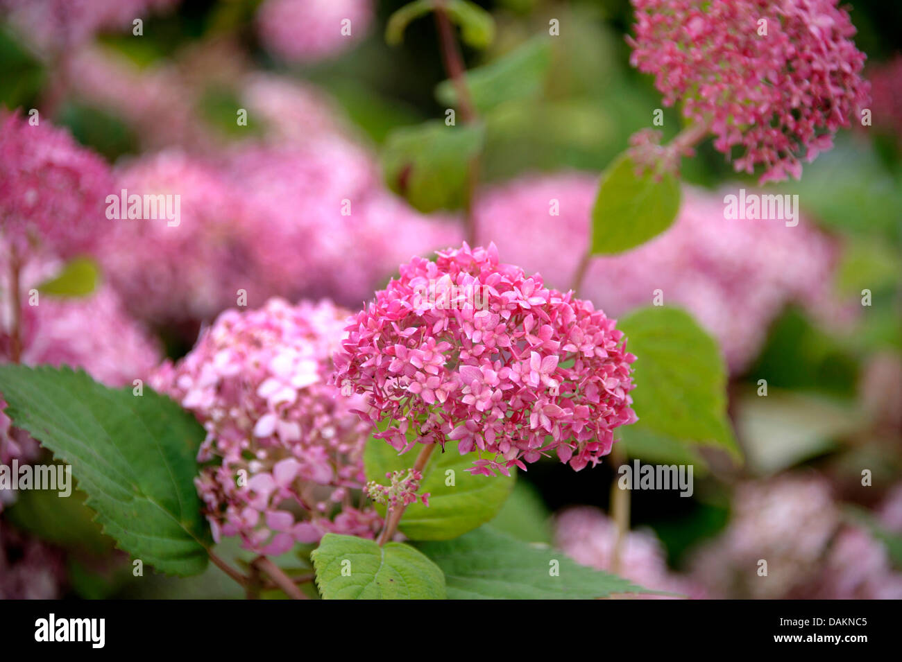 Hortensia (Hydrangea arborescens 'Invincibelle Spirit', Hydrangea arborescens Invincibelle Spirit), le cultivar Invincibelle Spirit Banque D'Images