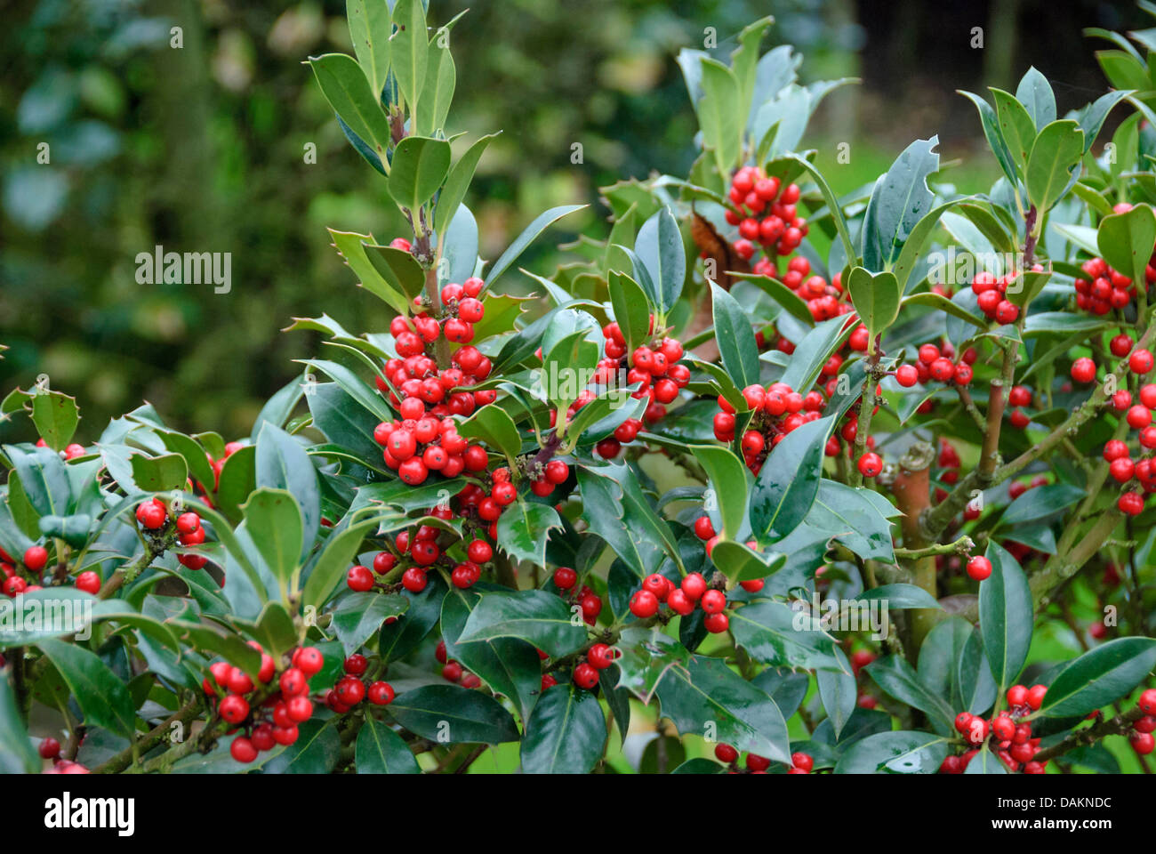 Houx commun, de houx (Ilex aquifolium 'JC van Tol', Ilex aquifolium JC van Tol), le cultivar JC van Tol Banque D'Images