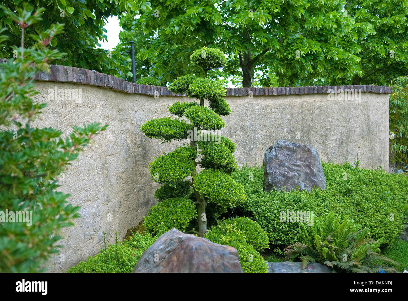 Le houx (Ilex crenata japonais), topiary, Pays-Bas, Gueldre Banque D'Images