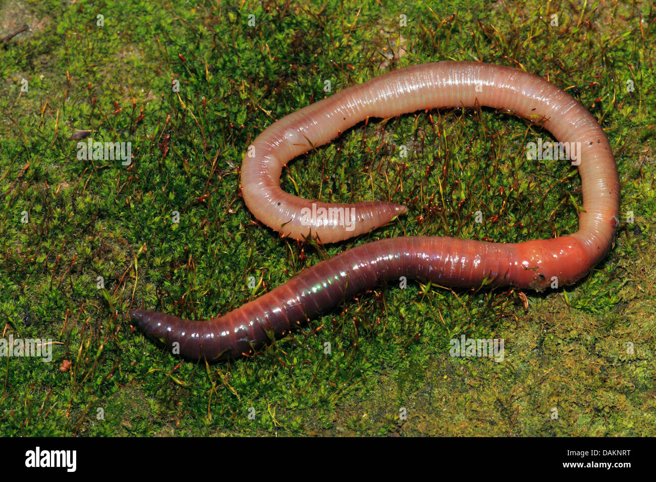 Ver de terre commun, ver de terre, ver de lob, rosée worm, Ver squirreltail twachel, (Lumbricus terrestris), sur sol moussu, Allemagne Banque D'Images