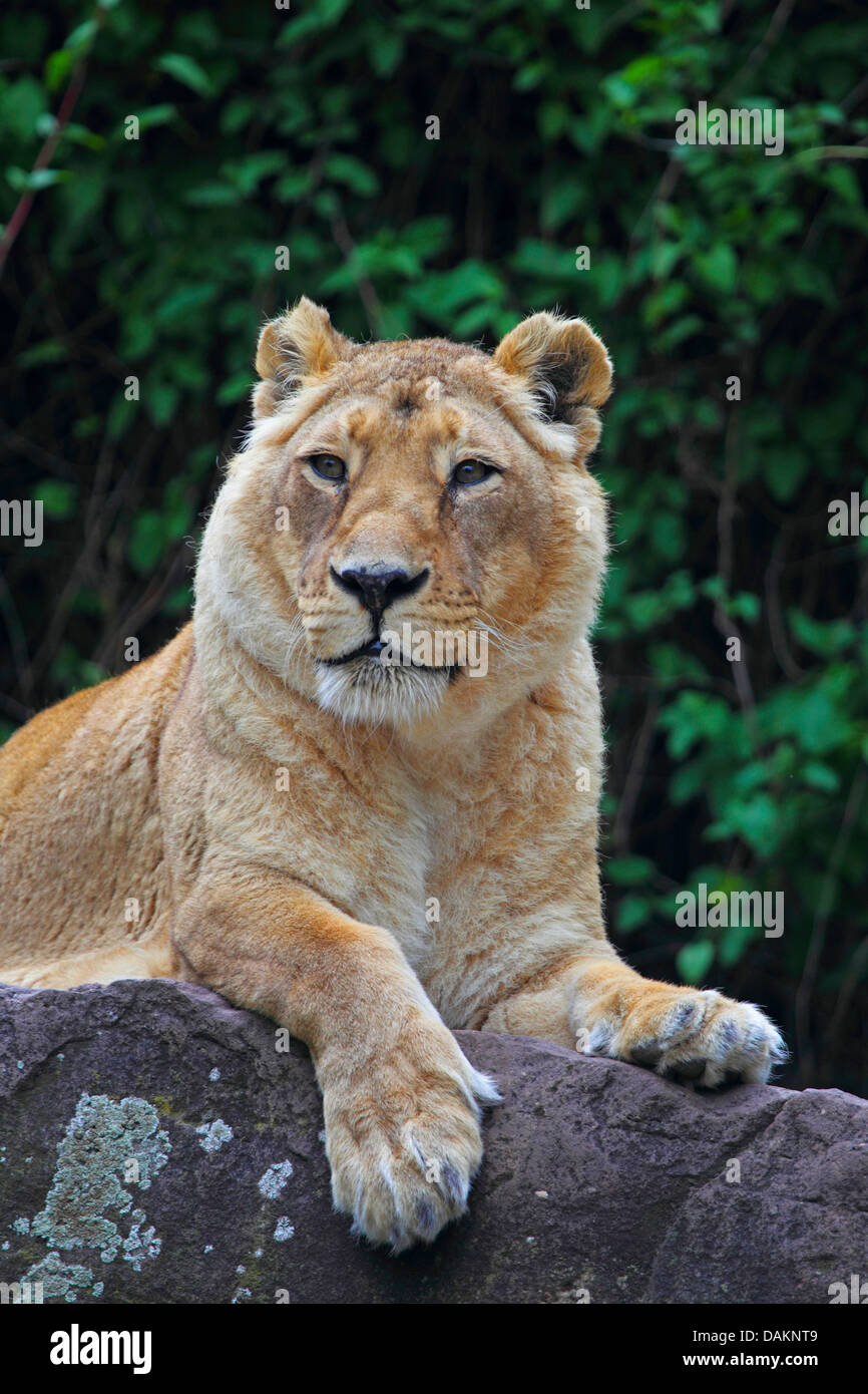 Lion d'Asie (Panthera leo persica), portrait Banque D'Images