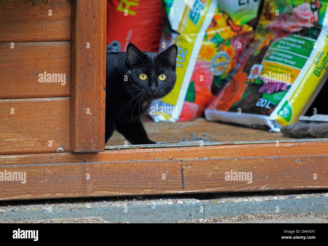 Chat domestique, le chat domestique (Felis silvestris catus). f, Black Cat en cabane, Allemagne Banque D'Images