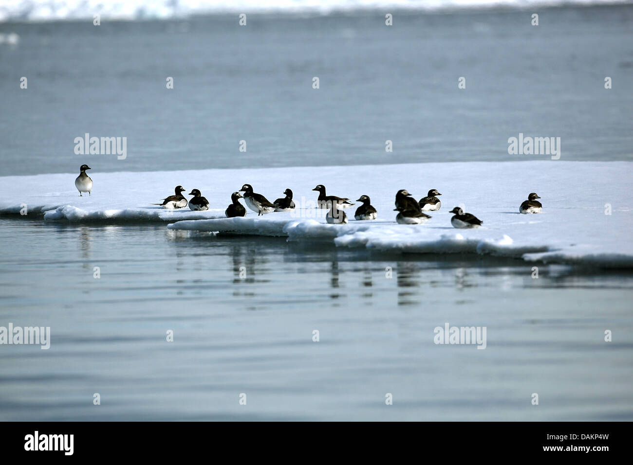 Le Harelde kakawi (Clangula hyemalis), hareldes kakawis à Floe Edge, Canada, Nunavut Banque D'Images