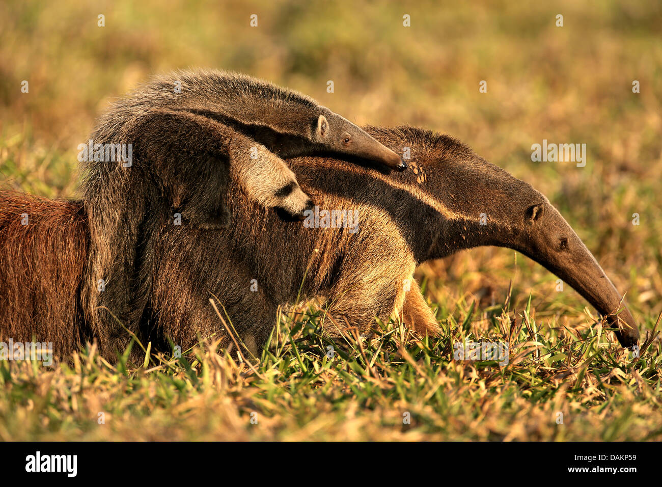 Fourmilier géant (Myrmecophaga tridactyla), femelle tamanoir sur son enfant sur le dos, au Brésil, Mato Grosso do Sul Banque D'Images