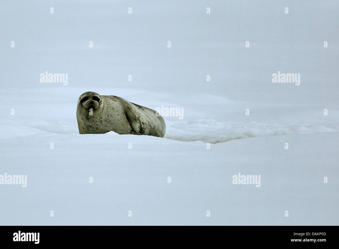 Le phoque annelé (Phoca hispida, Pusa hispida), à l'évent de l'Arctique canadien près de l'île Bylot, Nunavut, Canada, le parc national Sirmilik Banque D'Images