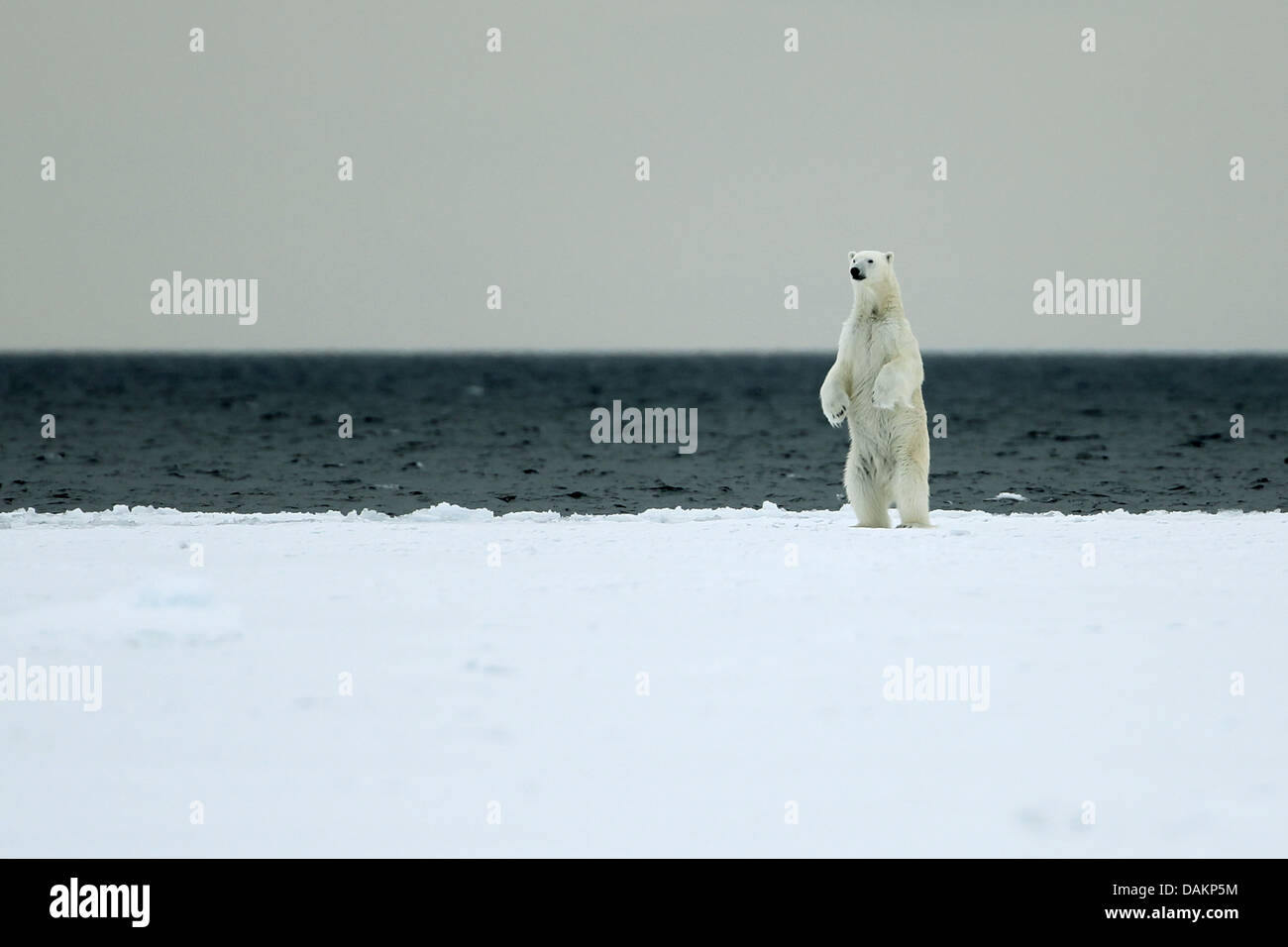 L'ours polaire (Ursus maritimus), debout, le Canada, le Nunavut, le parc national Sirmilik Banque D'Images