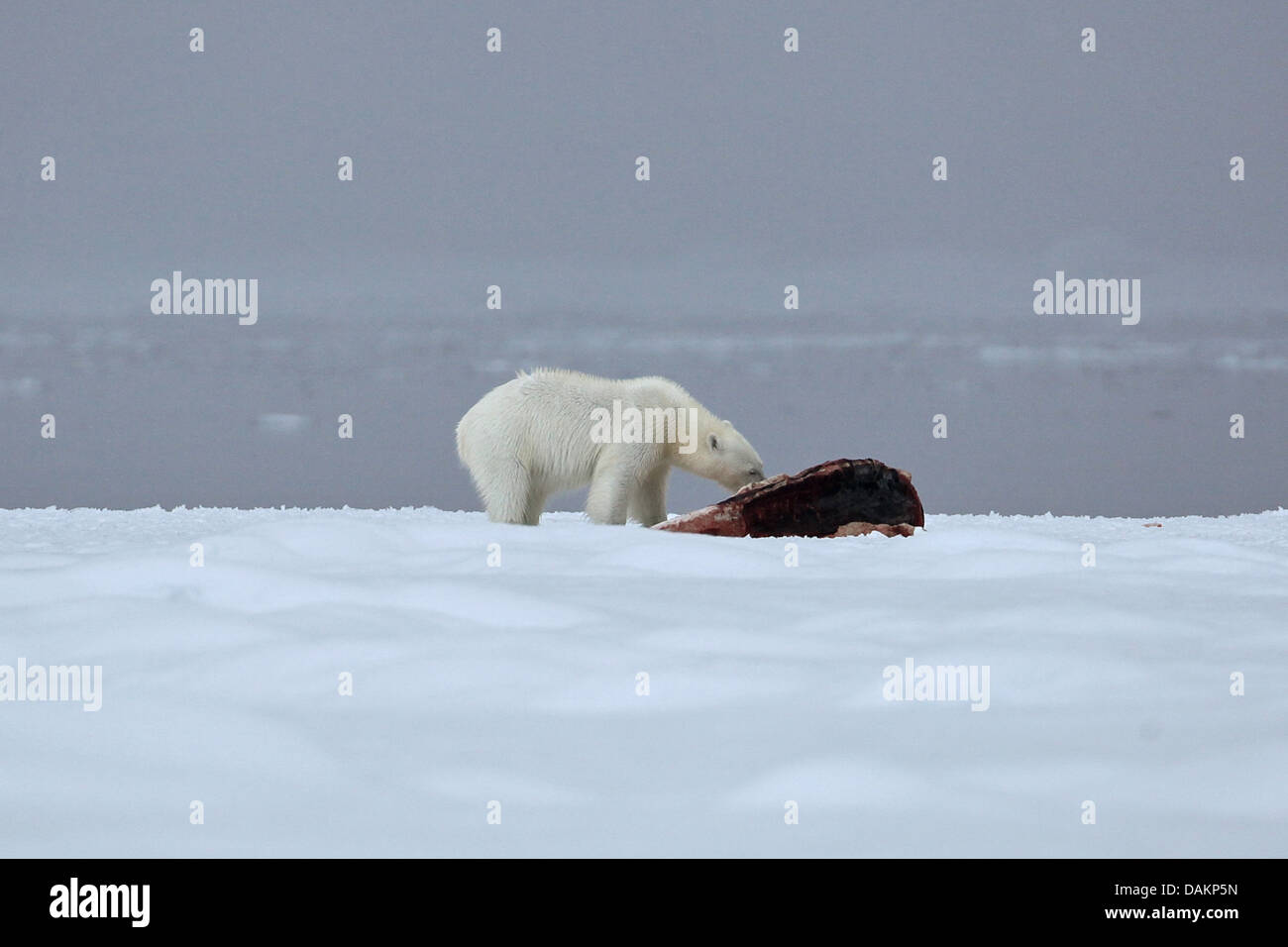 L'ours polaire (Ursus maritimus), l'ours polaire au cadavre d'un narwal, Canada, le Nunavut, le parc national Sirmilik Banque D'Images