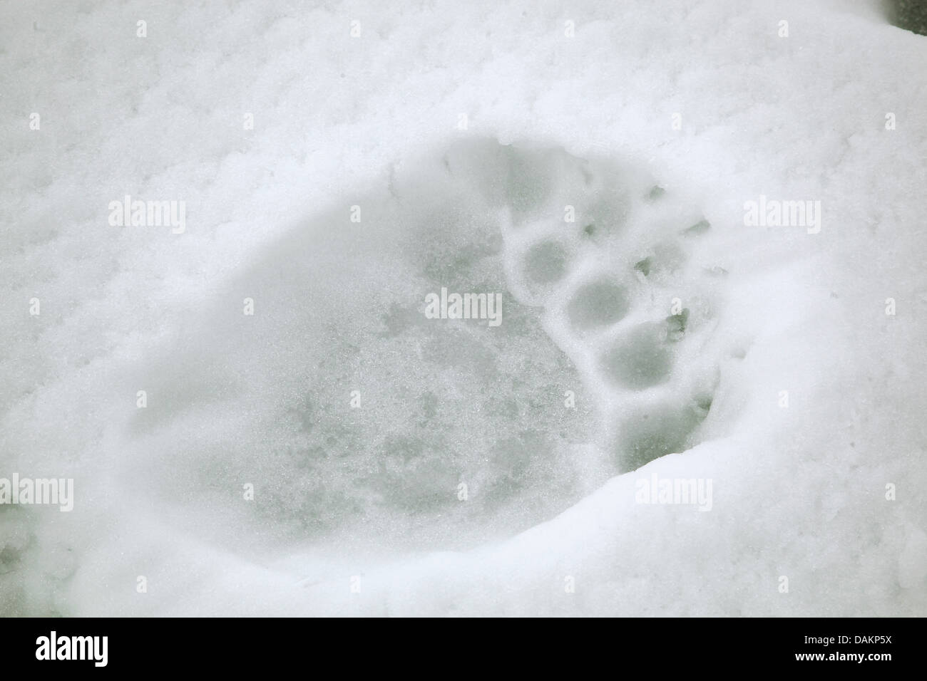 L'ours polaire (Ursus maritimus), imprimer des pieds d'un ours blanc dans la neige, au Canada, le Nunavut, le parc national Sirmilik Banque D'Images