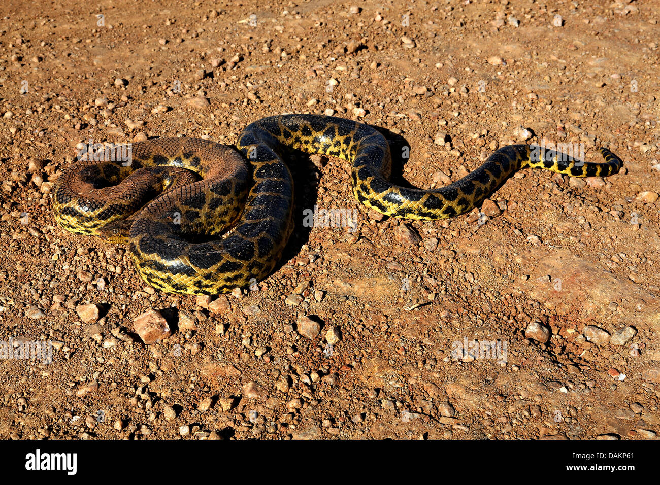 Anaconda jaune (Eunectes notaeus), l'enroulement sur le terrain, en Amérique du Sud, Brésil, Mato Grosso do Sul Banque D'Images