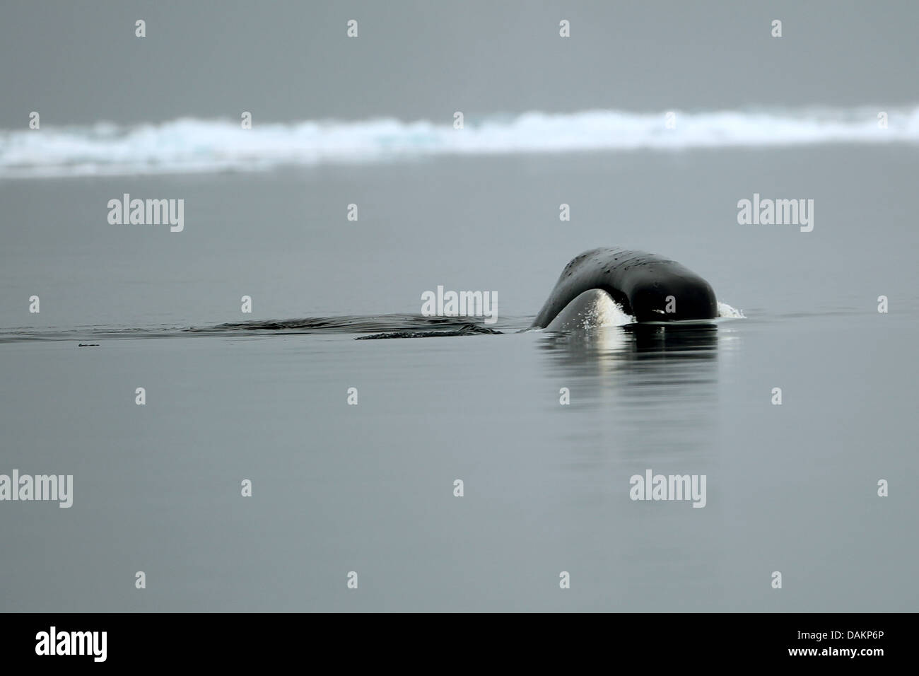 La baleine du Groenland, l'Arctique, droit commun (Balaena mysticetus), les baleines boréales, le Canada, le Nunavut, l'île Bylot, Parc national Sirmilik Banque D'Images