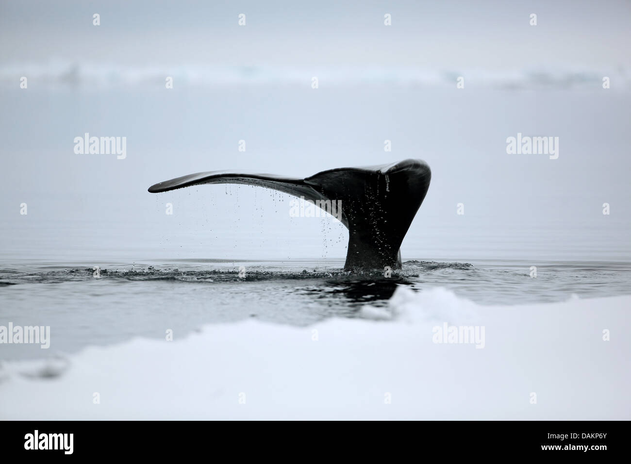 La baleine du Groenland, l'Arctique, droit commun (Balaena mysticetus) de Fluke, submergeant une baleine boréale, au Canada, le Nunavut, l'île Bylot, Parc national Sirmilik Banque D'Images