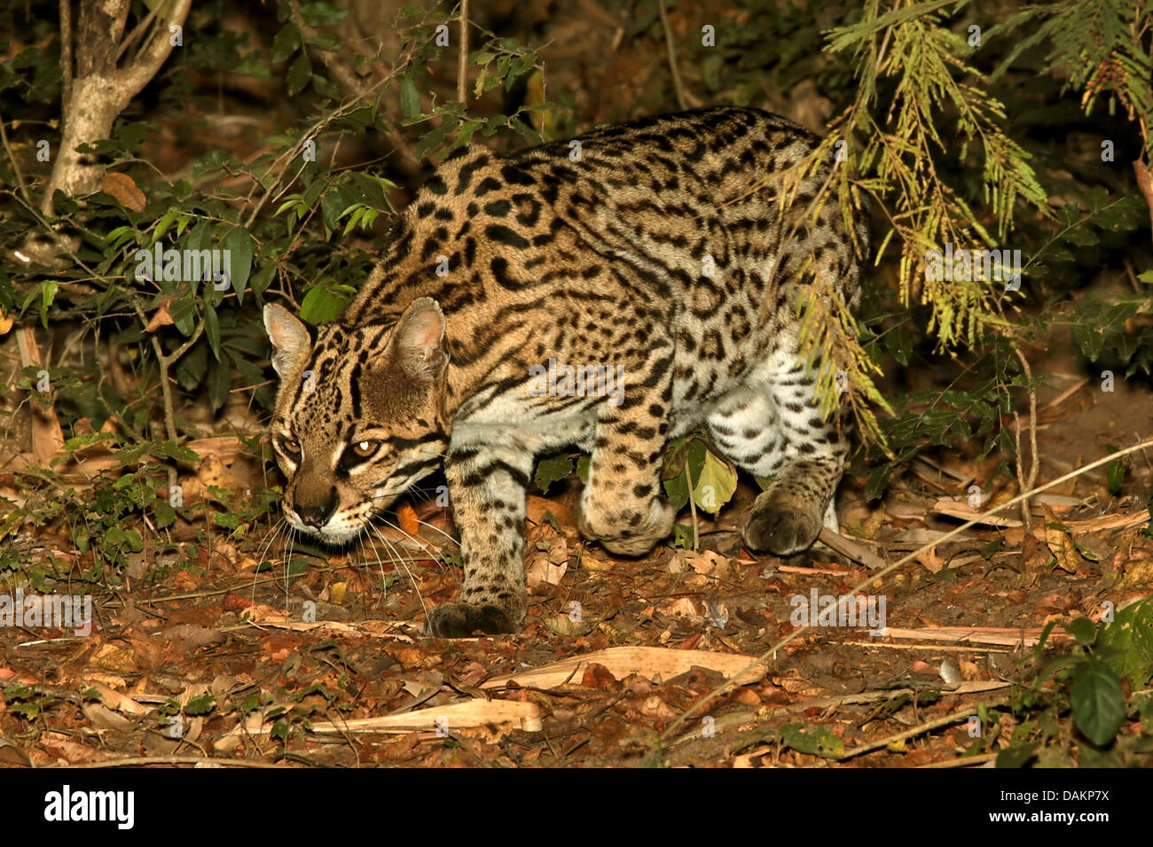 L'ocelot, Nain (Felis pardalis léopard, Leopardus pardalis), la traque à travers le fourré, Brésil, Mato Grosso do Sul Banque D'Images