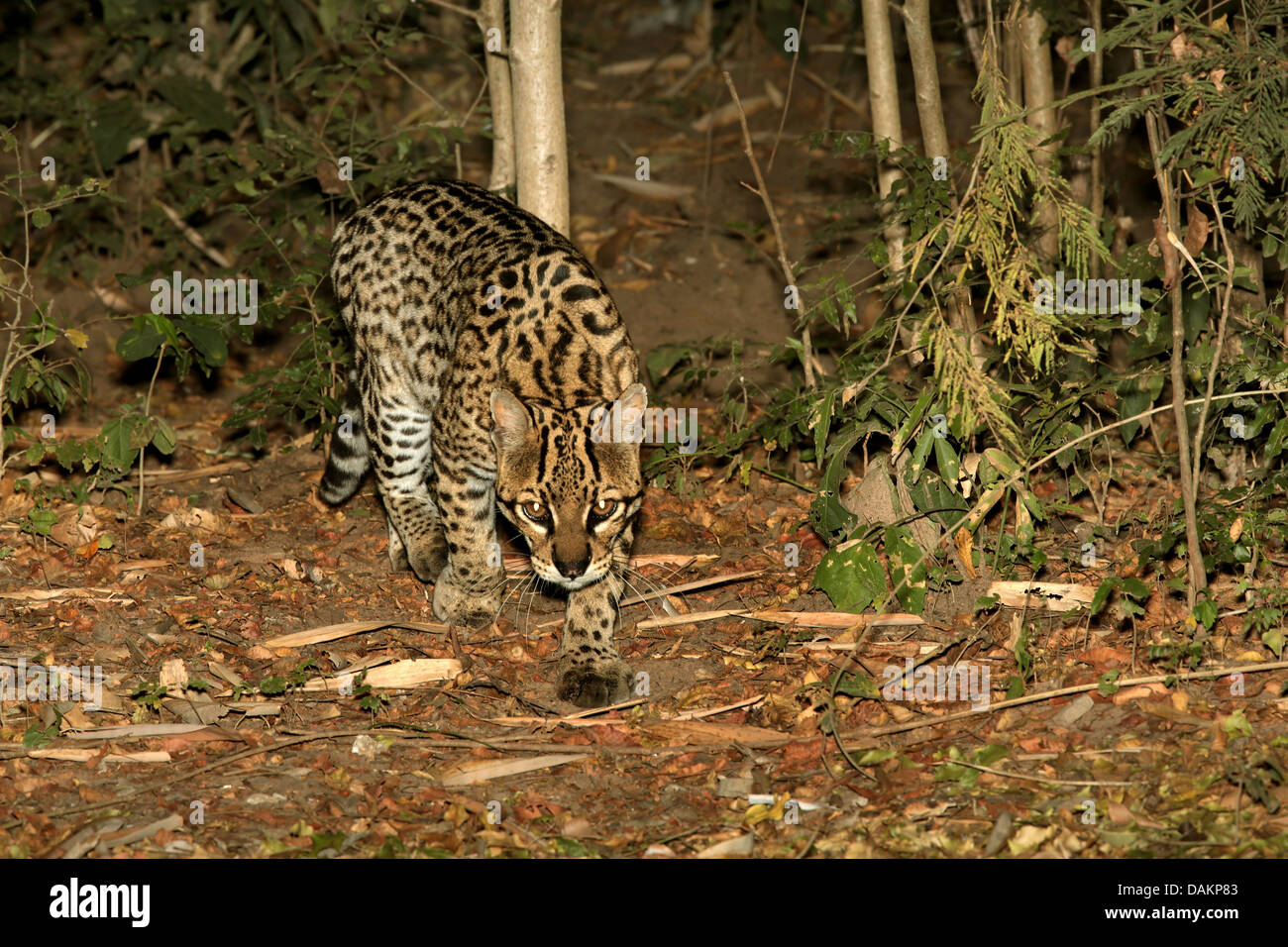 L'ocelot, Nain (Felis pardalis léopard, Leopardus pardalis), la traque à travers le fourré, Brésil, Mato Grosso do Sul Banque D'Images