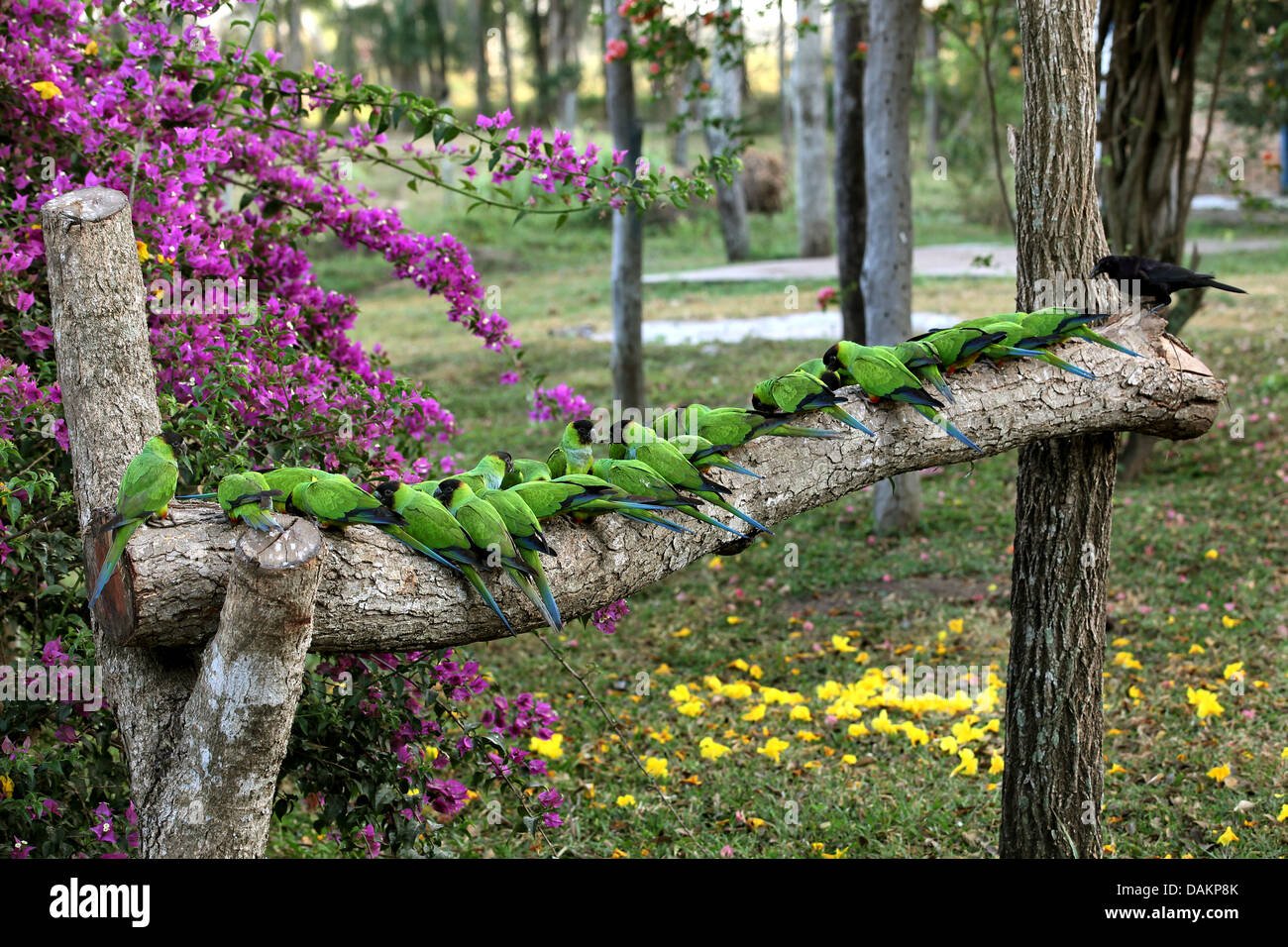 (Nandayus nenday conure nanday), Nanday-Parakeets au convoyeur, Brésil, Mato Grosso do Sul Banque D'Images