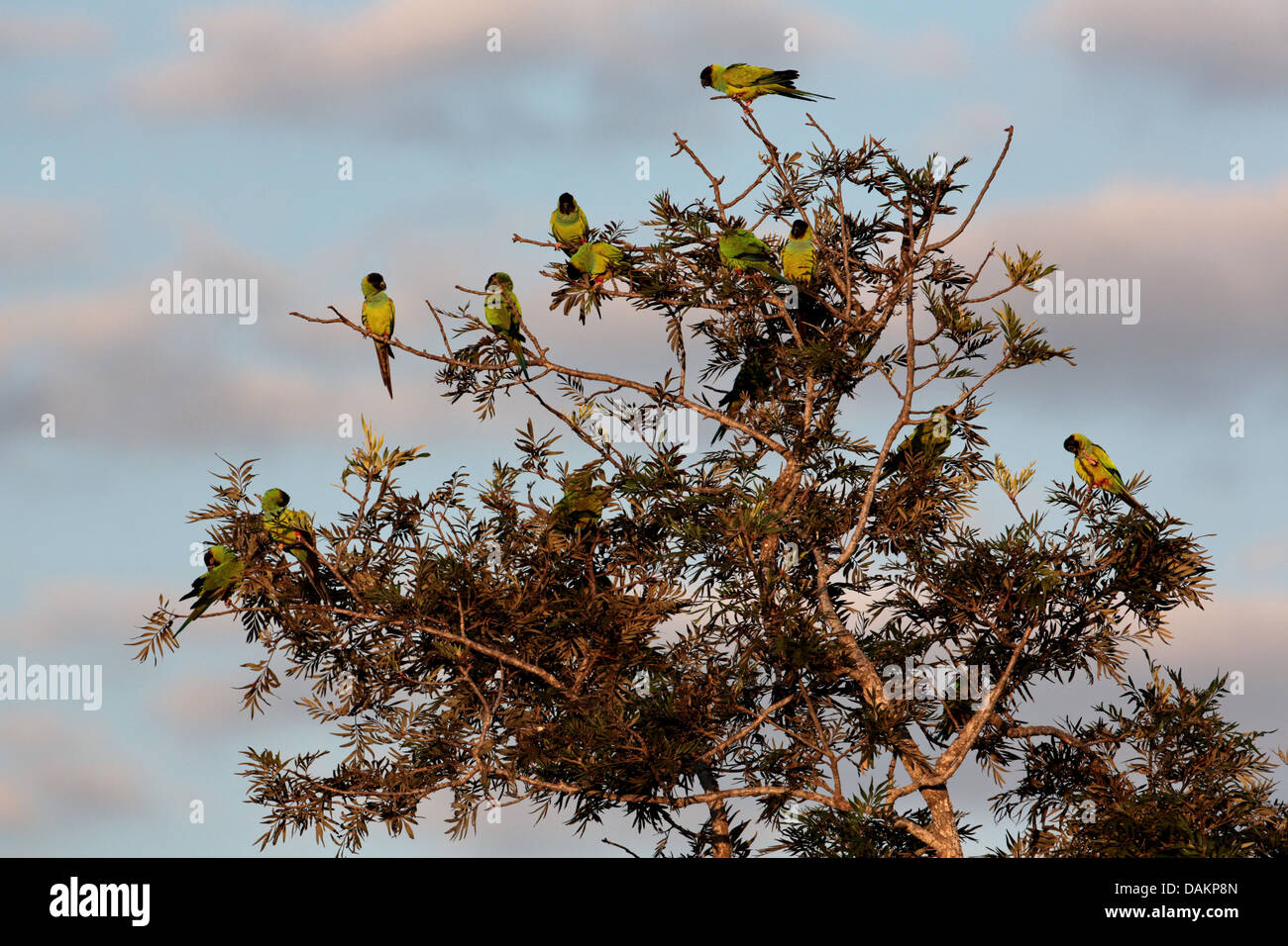 (Nandayus nenday conure nanday), plusieurs conures nanday sur un arbre, au Brésil, Mato Grosso do Sul Banque D'Images