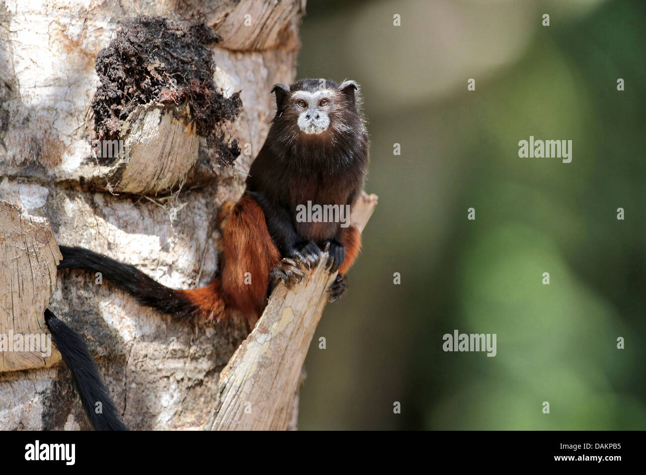 Brown fuligineux, Saddleback tamarin tamarin, Communauté andine retour piqûre à tamarin (fuscicollis Saguinus), au palm tree branch, le Brésil, l'Acre Banque D'Images