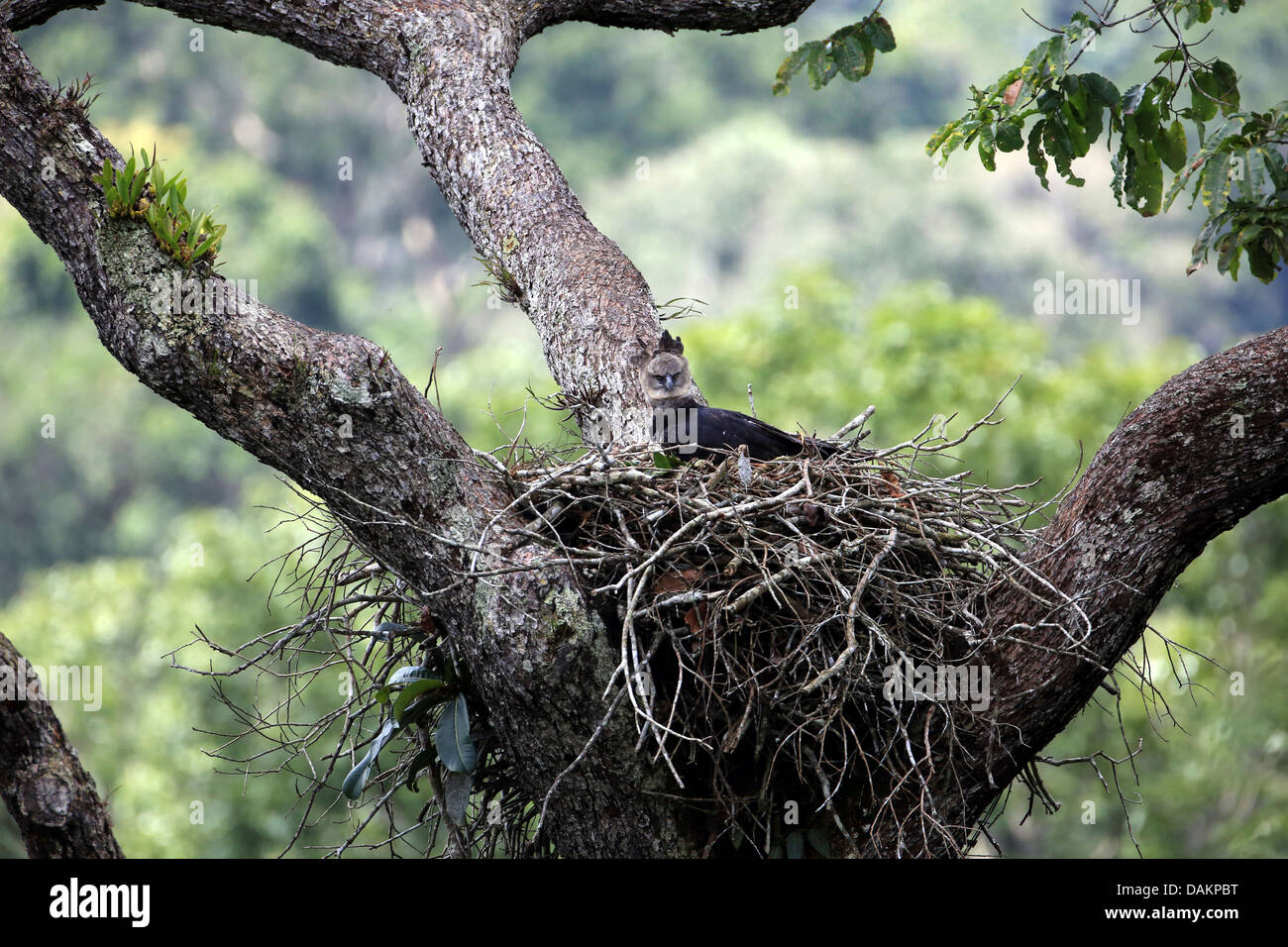 Harpia harpyja harpie (femelle), l'élevage, plus grand aigle de l monde, Brésil Banque D'Images