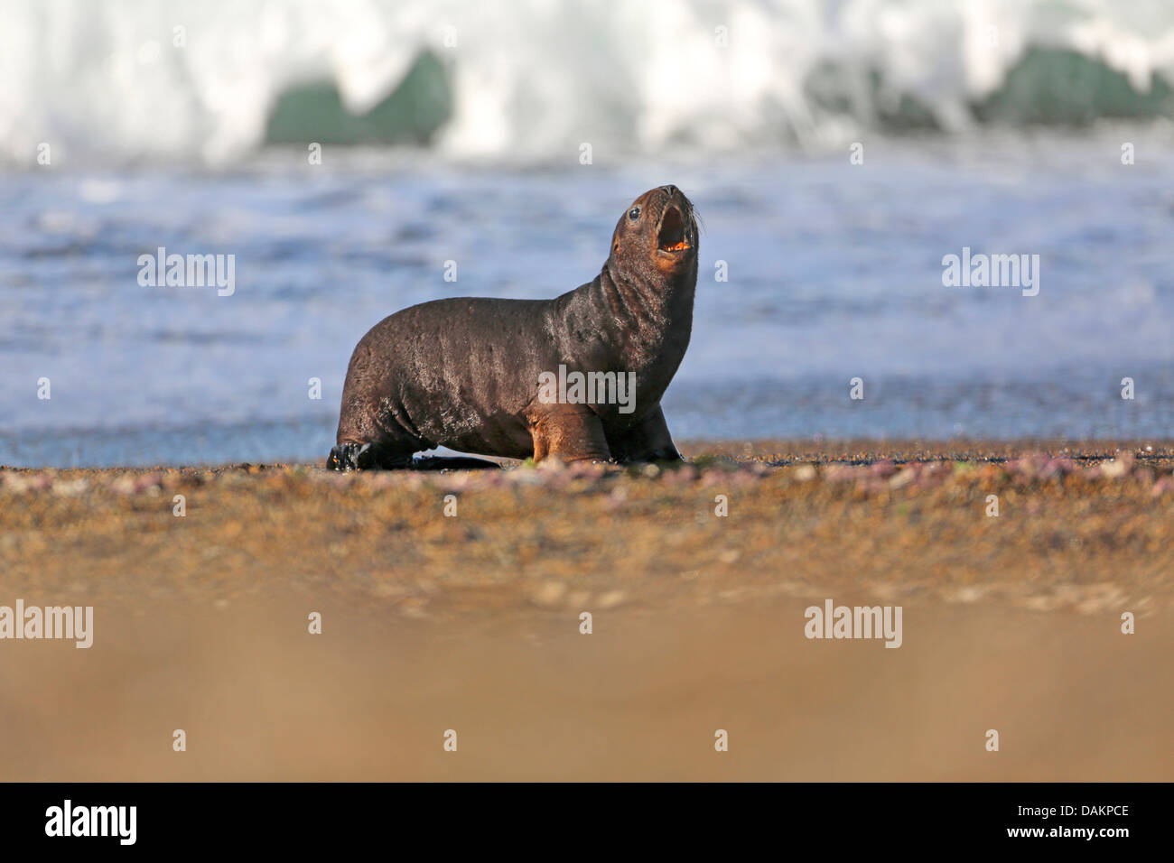 Lion de mer du Sud, en Amérique du Sud, le lion de mer Le lion de mer de Patagonie (Otaria flavescens, Otaria byronia), chiot assis à la plage d'appel, l'Argentine, Patagonie, Valdes Banque D'Images