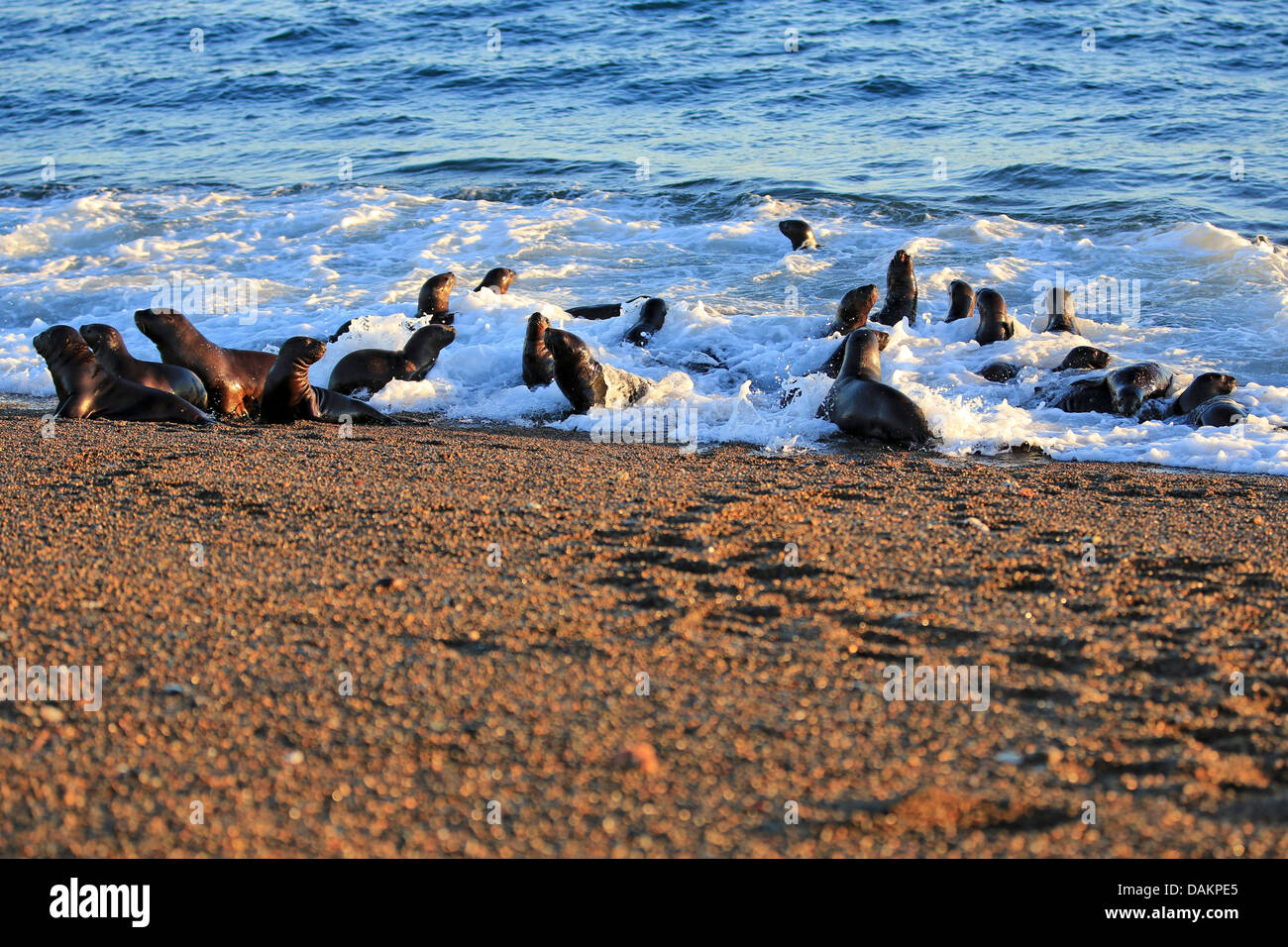 Lion de mer du Sud, en Amérique du Sud, le lion de mer Le lion de mer de Patagonie (Otaria flavescens, Otaria byronia), groupe de chiots ramper ensemble pour le surf, l'Argentine, Patagonie, Valdes Banque D'Images