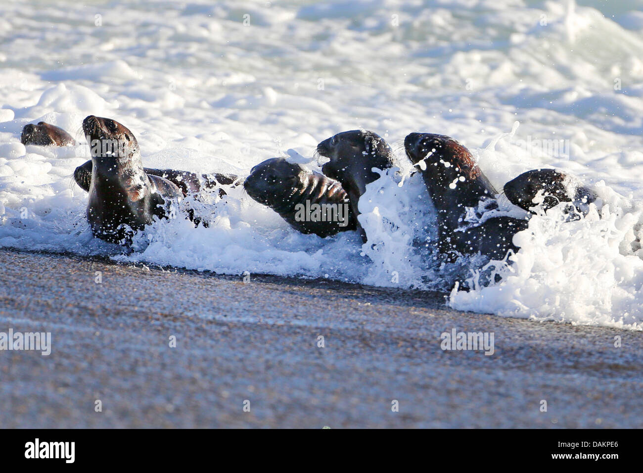 Lion de mer du Sud, en Amérique du Sud, le lion de mer Le lion de mer de Patagonie (Otaria flavescens, Otaria byronia), les chiots dans le surf, l'Argentine, Patagonie, Valdes Banque D'Images