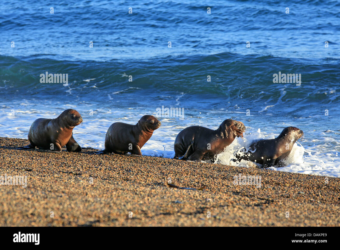 Lion de mer du Sud, en Amérique du Sud, le lion de mer Le lion de mer de Patagonie (Otaria flavescens, Otaria byronia), chiots à ramper le surf, l'Argentine, Patagonie, Valdes Banque D'Images