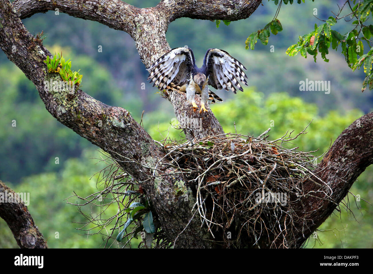 (Harpia harpyja harpie), femme de retourner à l'Aerie, eagle plus grand du monde, le Brésil, la Serra das Araras Banque D'Images