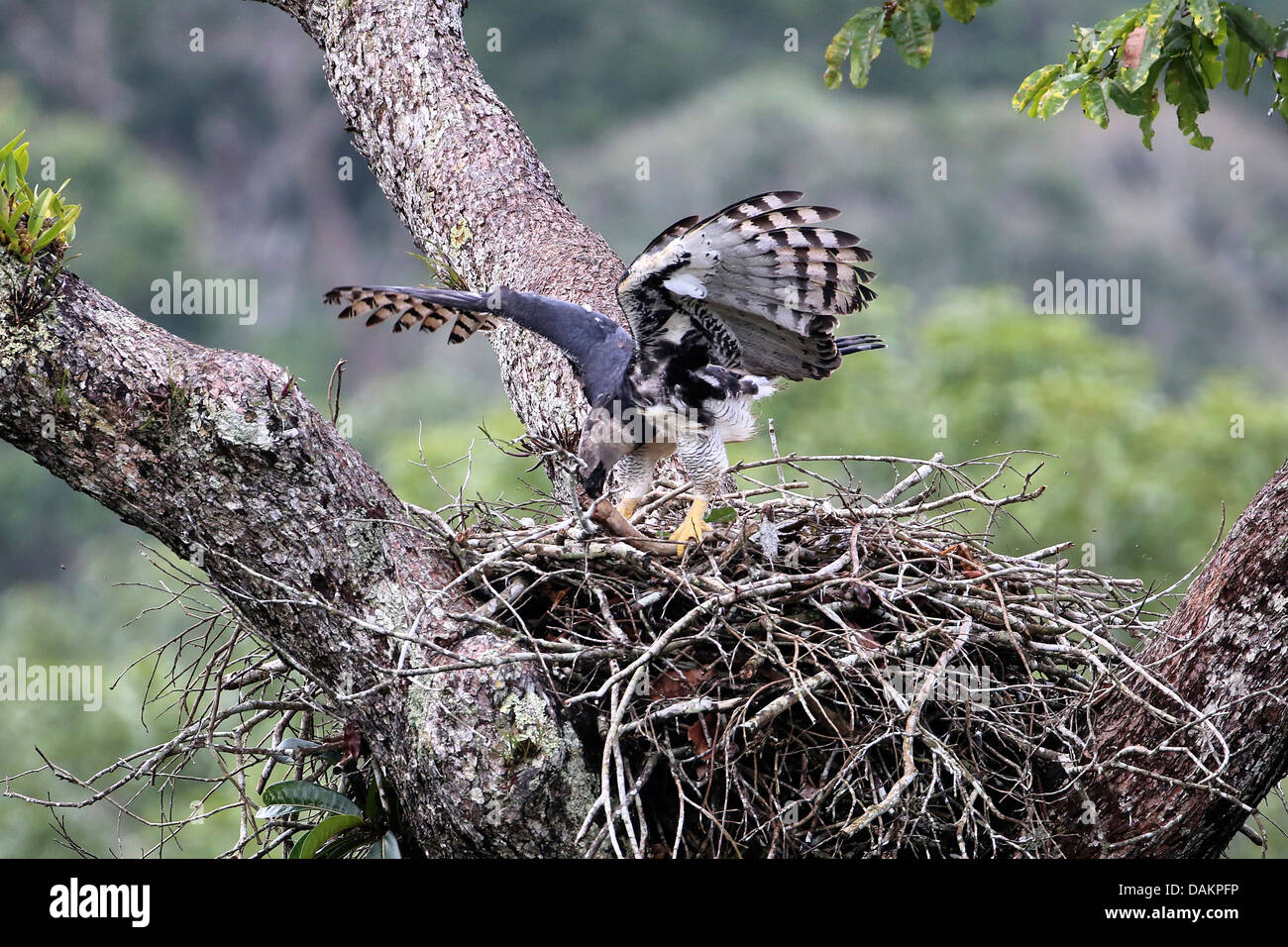 (Harpia harpyja harpie), femme s'alimenter à l'Aerie, eagle plus grand du monde, Brasilia Banque D'Images