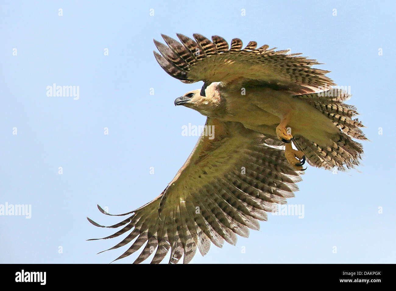 (Harpia harpyja harpie), immatures à la première tente de voler, plus grand aigle de l'organisation mondiale, le Brésil, la Serra das Araras Banque D'Images