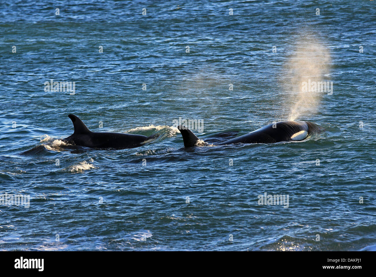 Orca, grand, de l'épaulard (Orcinus orca) grampus, deux épaulards nageant à la surface de l'eau pour la prise de souffle, l'Argentine, Patagonie, Valdes Banque D'Images