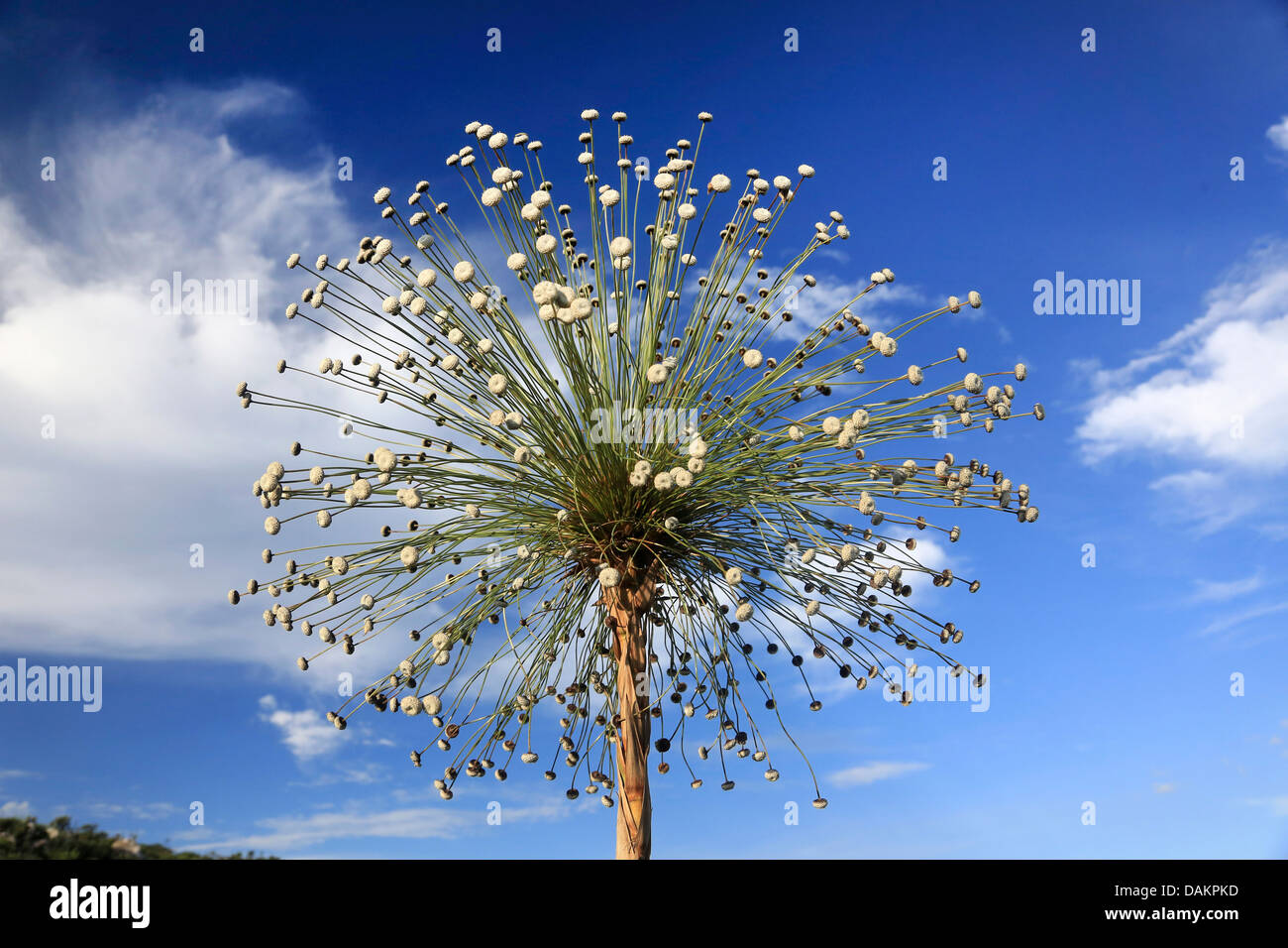 Paepalanthus Paepalanthus (spec.), l'inflorescence, le Brésil, le parc national de Serra da Canastra Banque D'Images