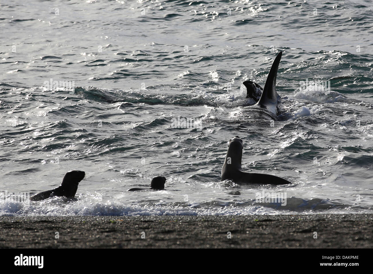 Orca, grand, de l'épaulard (Orcinus orca) grampus, patrouiller le long de la rive en face de la colonie d'otaries, de l'Argentine, Patagonie, Valdes Banque D'Images