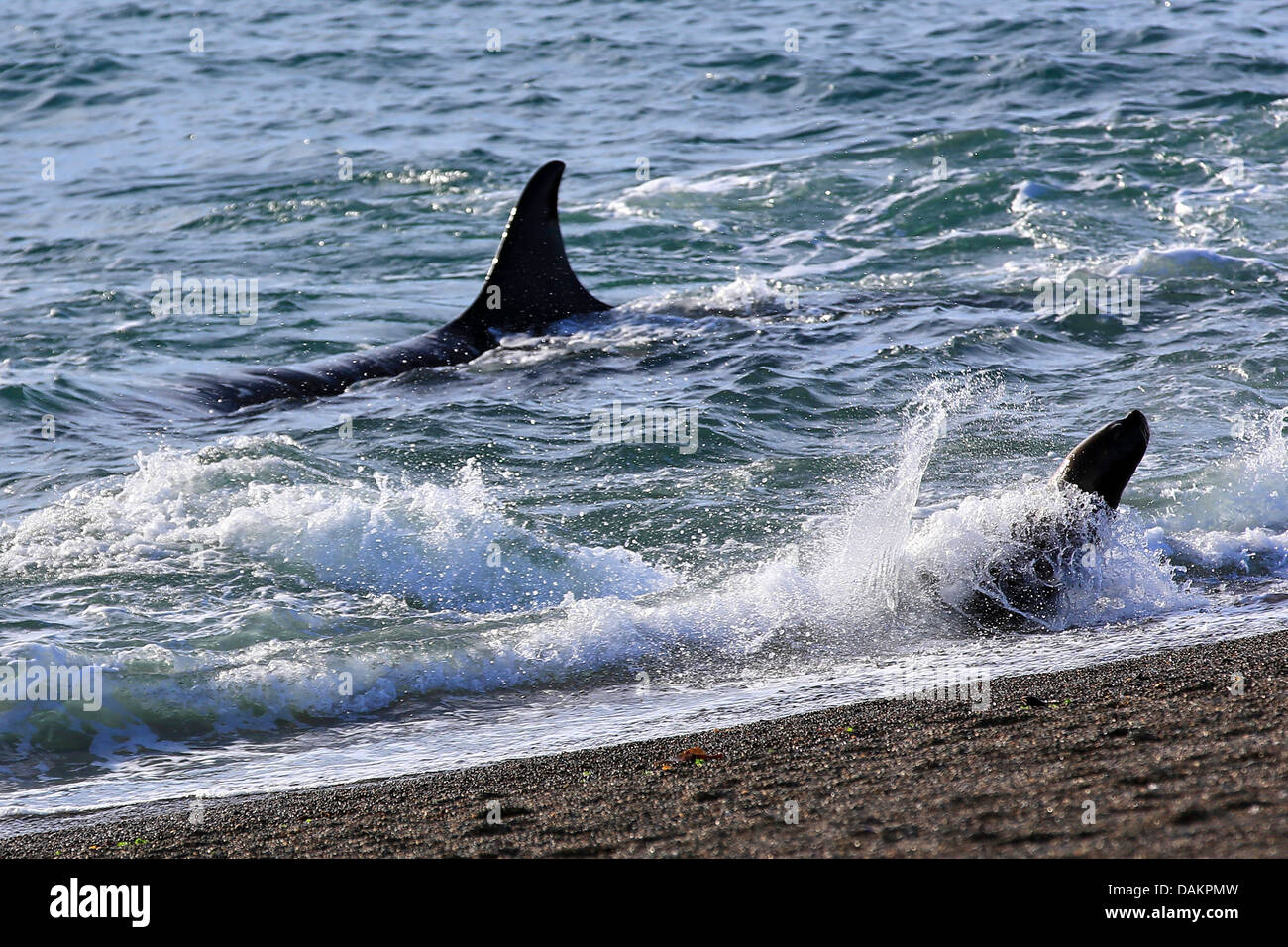 Orca, grand, de l'épaulard (Orcinus orca) grampus, joint de Patagonie qui s'échappe de justesse l'attaque du lion, l'Argentine, Patagonie, Valdes Banque D'Images