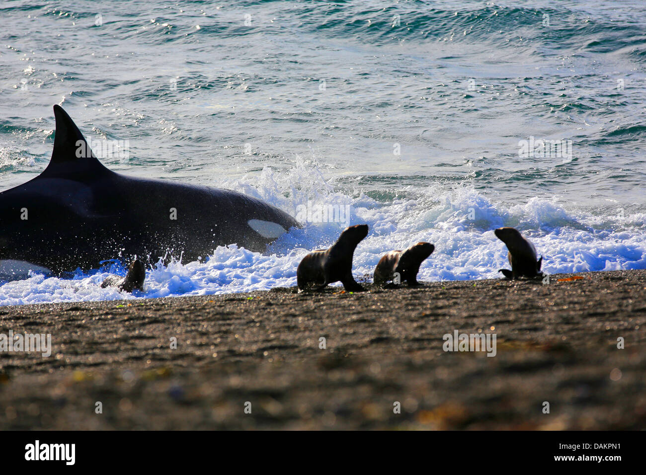 Orca, grand, de l'épaulard (Orcinus orca) grampus, mise hors tension après l'attaque sur le lion de mer de Patagonie Argentine , chiot, Patagonie, Valdes Banque D'Images