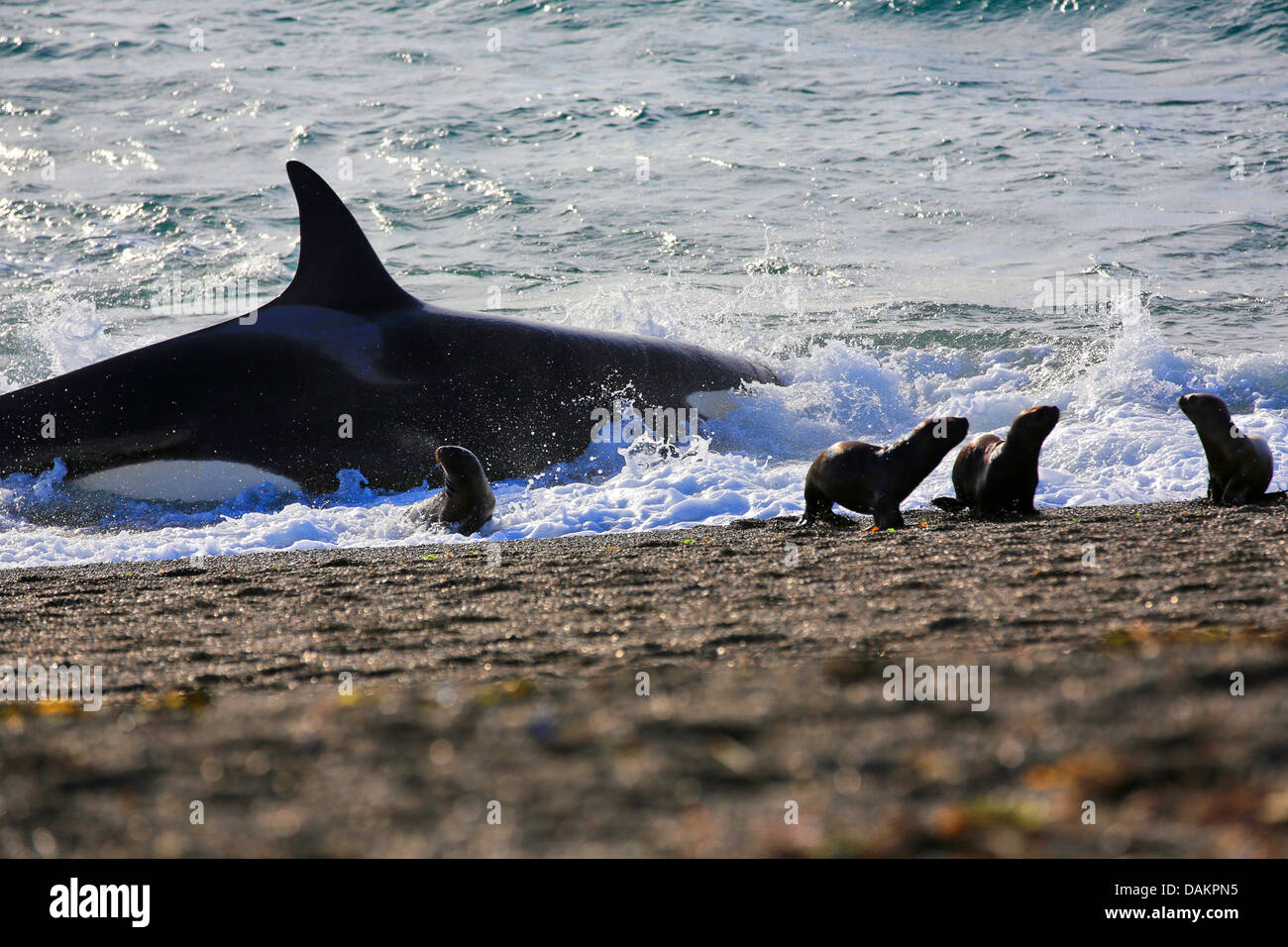 Orca, grand, de l'épaulard (Orcinus orca) grampus, mise hors tension après l'attaque sur le lion de mer de Patagonie Argentine , chiot, Patagonie, Valdes Banque D'Images